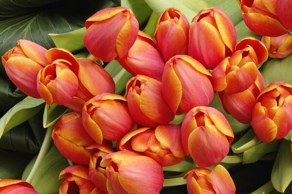 Beautiful bouquet of tulip buds