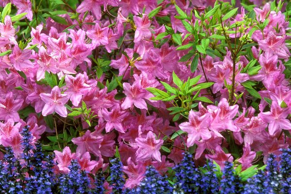 Flores brillantes en el Jardín para setos