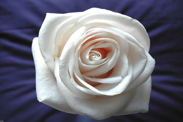 Weiße Rose auf einem Seidenbett