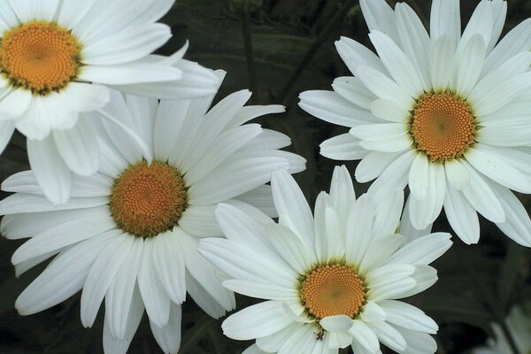 Marguerites blanches avec de beaux pétales