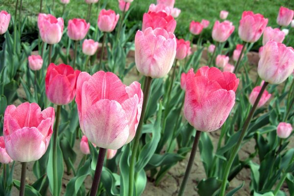 Amazing pink tulips on the field