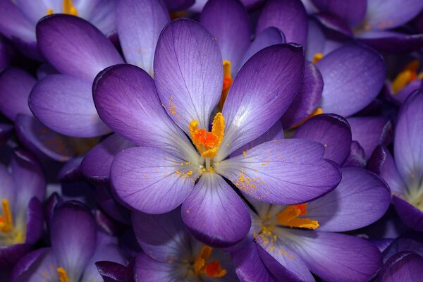 Fiori viola con un centro luminoso