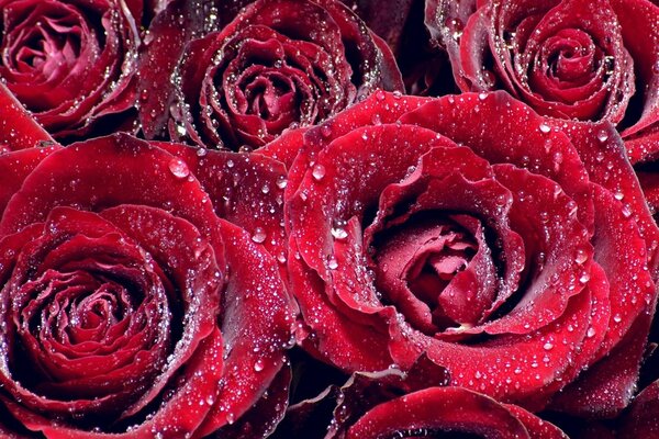 Scarlet roses with dew drops