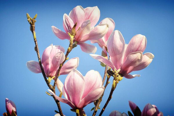 Printemps dans le Sud de Magnolia en couleur