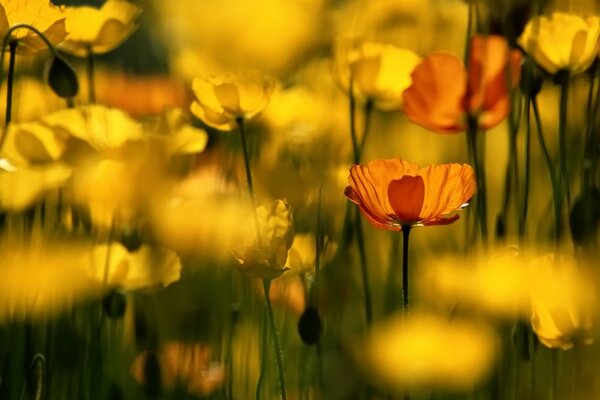 Gelbe und orangefarbene Mohnblumen mit ungeöffneten Knospen