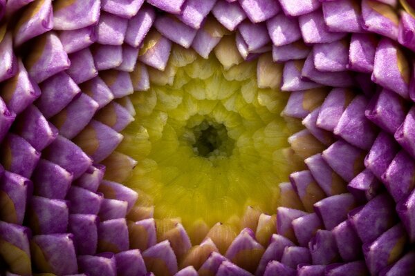 Chrysanthemum flower through the eyes of an artist