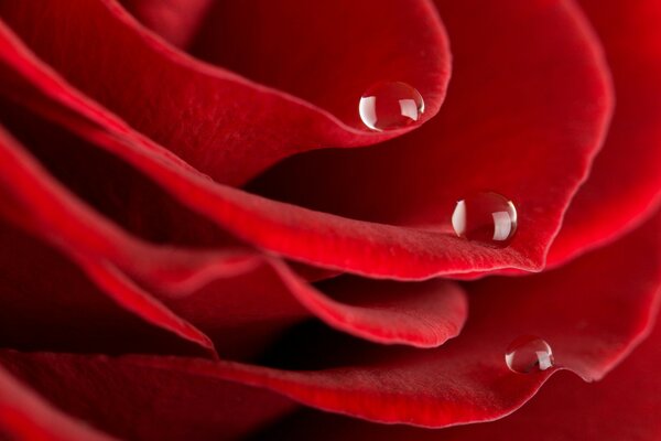 Dew drops flow down the red rose