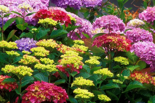 Schöne Blumen auf einem Blumenbeet im Garten