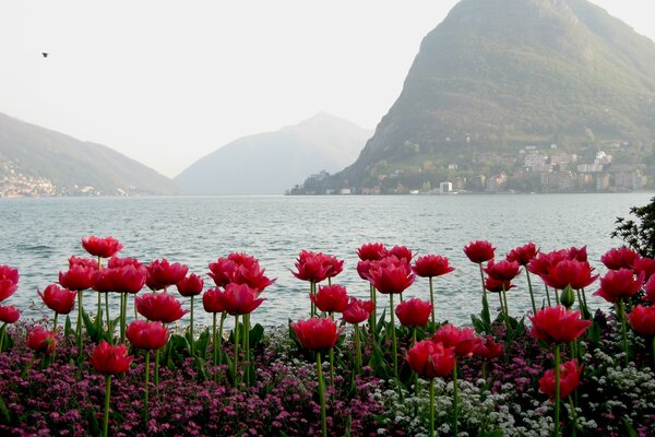 Riva del fiume con tulipani e belle montagne