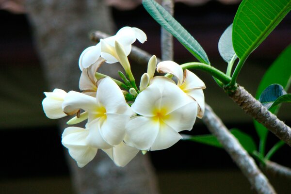 Orquídea blanca en los bosques de Tailandia