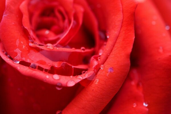 La imagen muestra una hermosa rosa de sangre