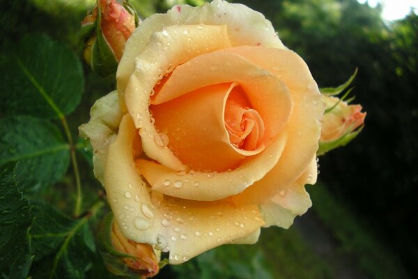 Delicate yellow rose bud with dew