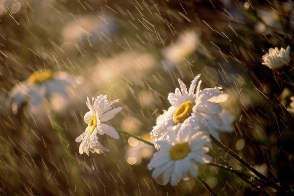 Daisies in the morning sunlight