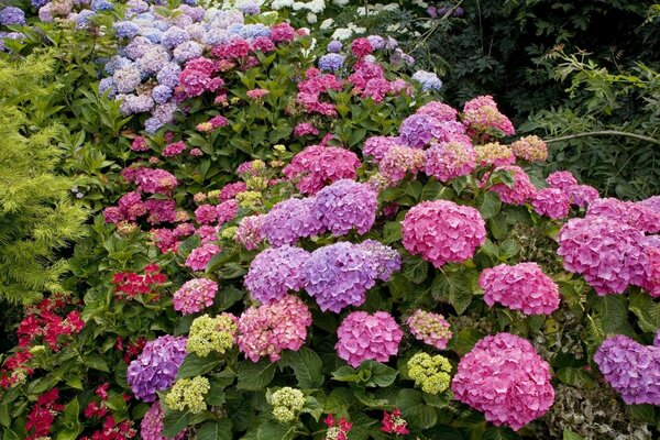 Beau parterre de fleurs aux couleurs vives