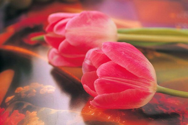 Czerwone tulipany. Delikatne zdjęcie kwiatów