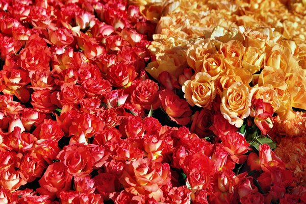 Carpet of colorful roses