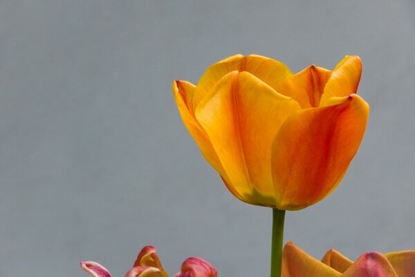 Tulipanes para la ternura y el amor para las vacaciones