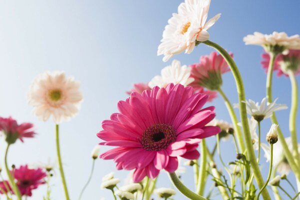 La couleur ensoleillée tombe sur les beaux gerberas