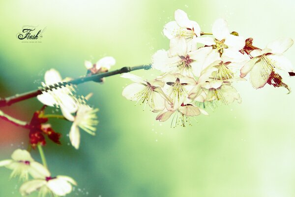 Ein Ast mit Blumen im Frühling