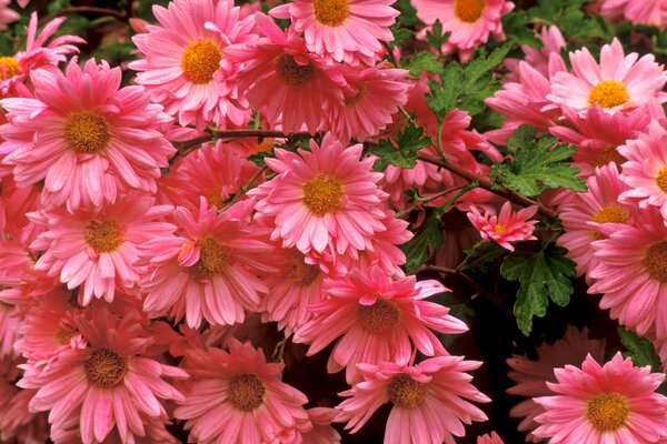 Bright pink chrysanthemums with leaves