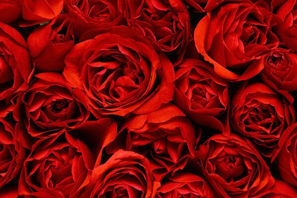 Bouquet of beautiful red roses