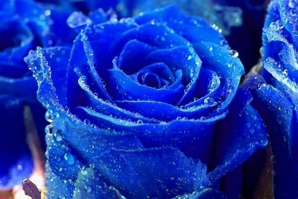 Blue Rose in dew drops