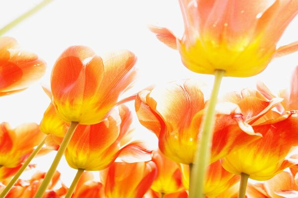 Flores brillantes de color naranja sobre fondo blanco