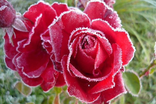 Frost on the flowers of a bush rose