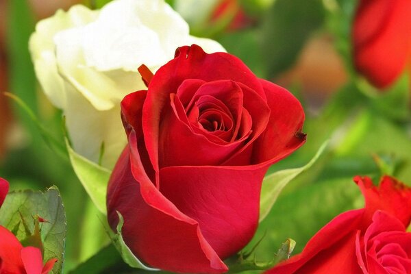 Full-blown buds of white and red roses