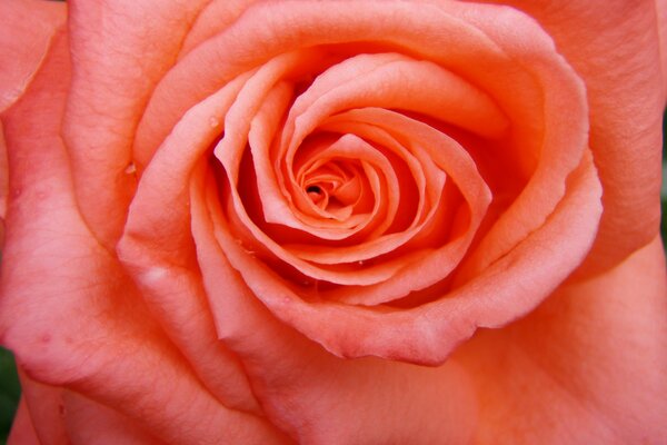 A red rose. Photo up close