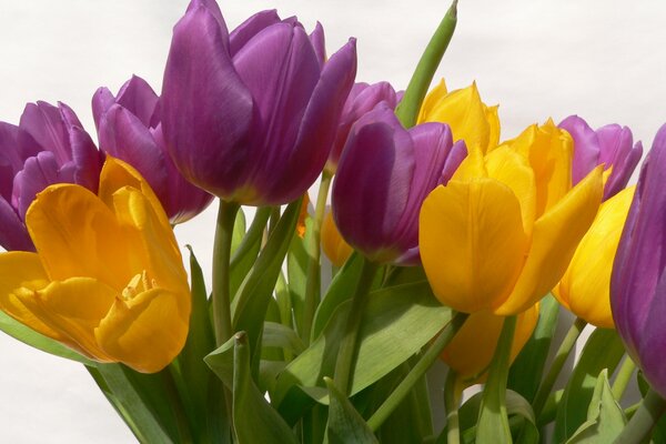 The most spring flowers: tulips