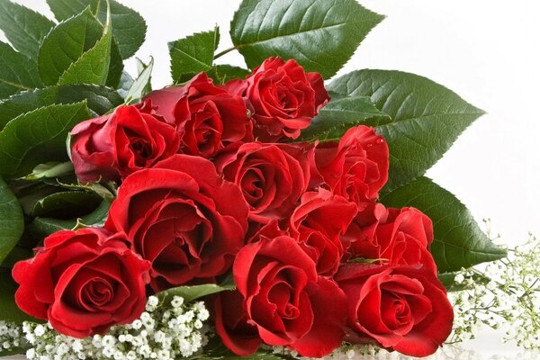 Bouquet of red roses on a white background