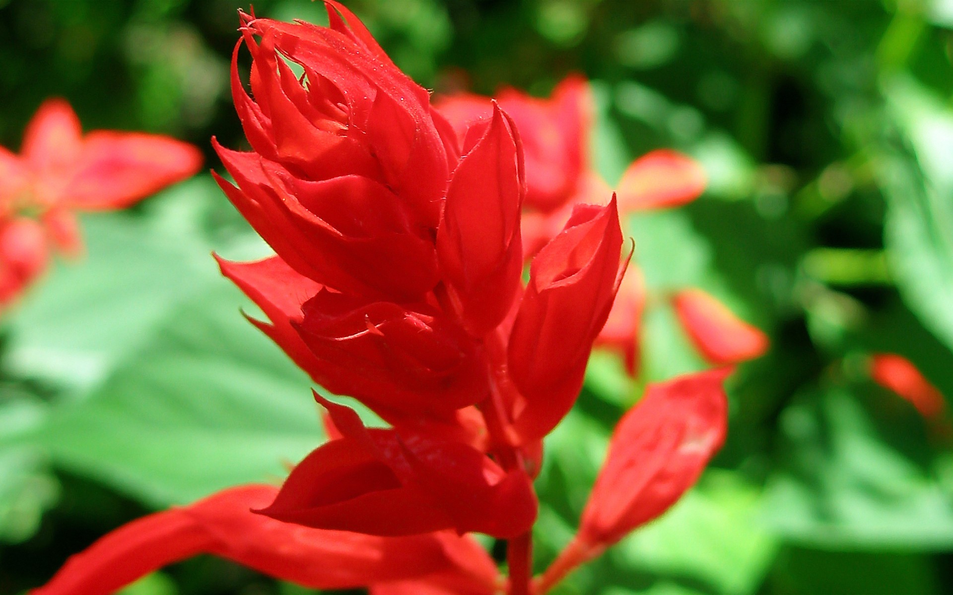 flores planta rojo