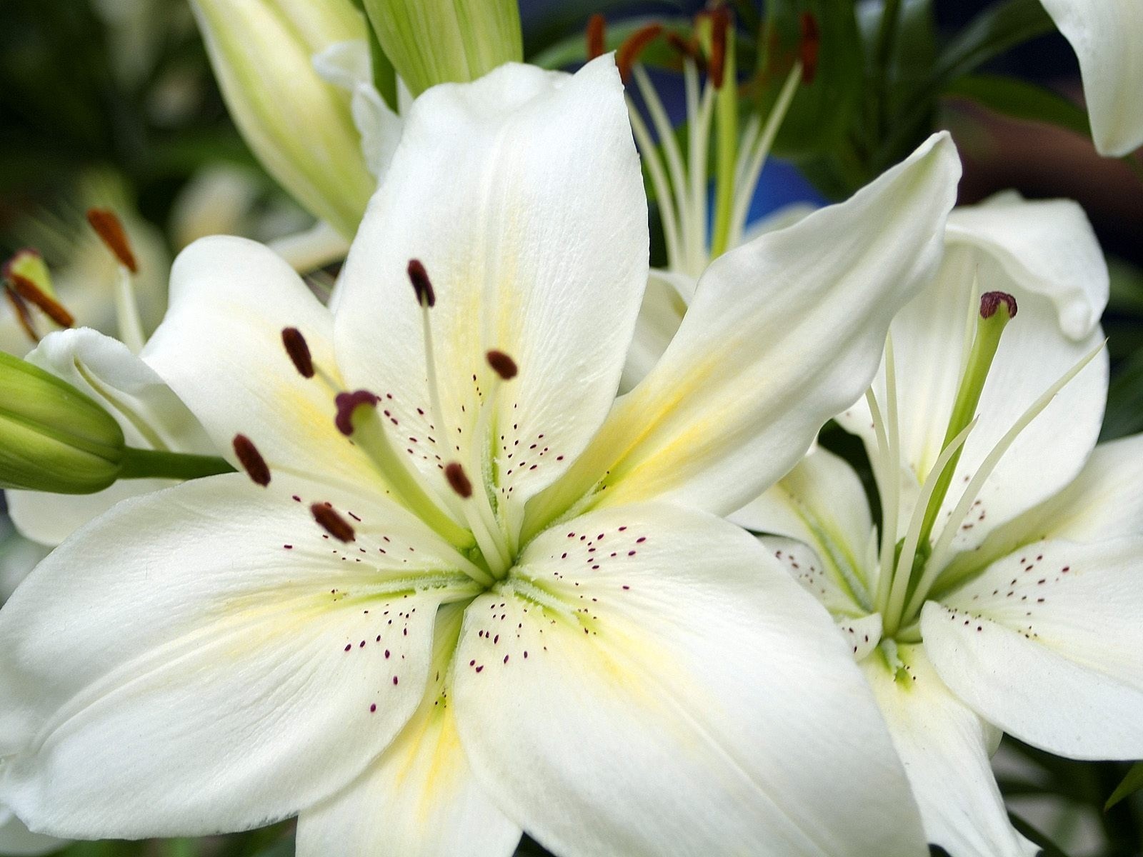 flower lily white