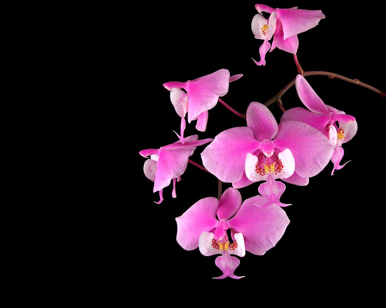 flower orchid beautiful