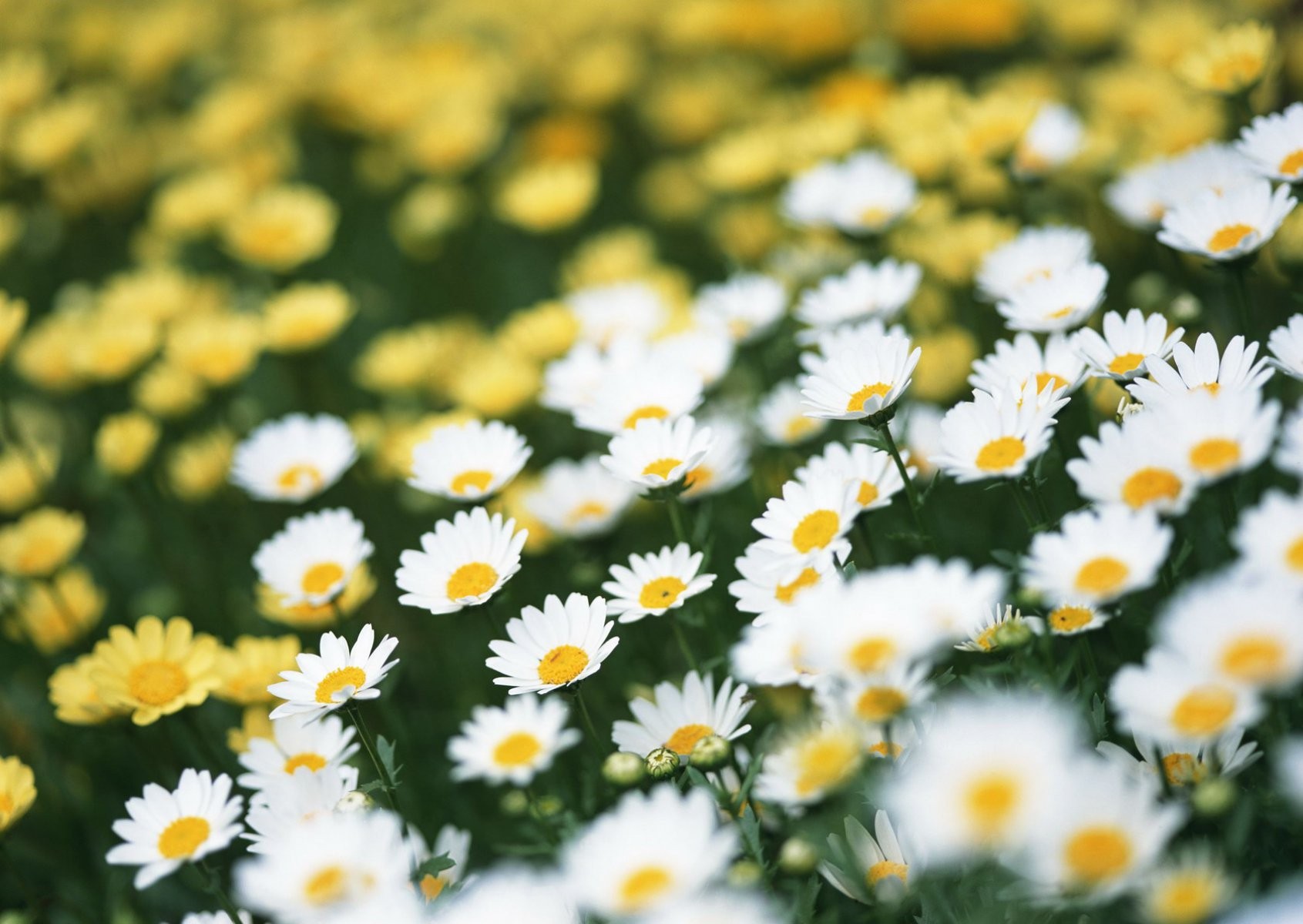 marguerites champ été