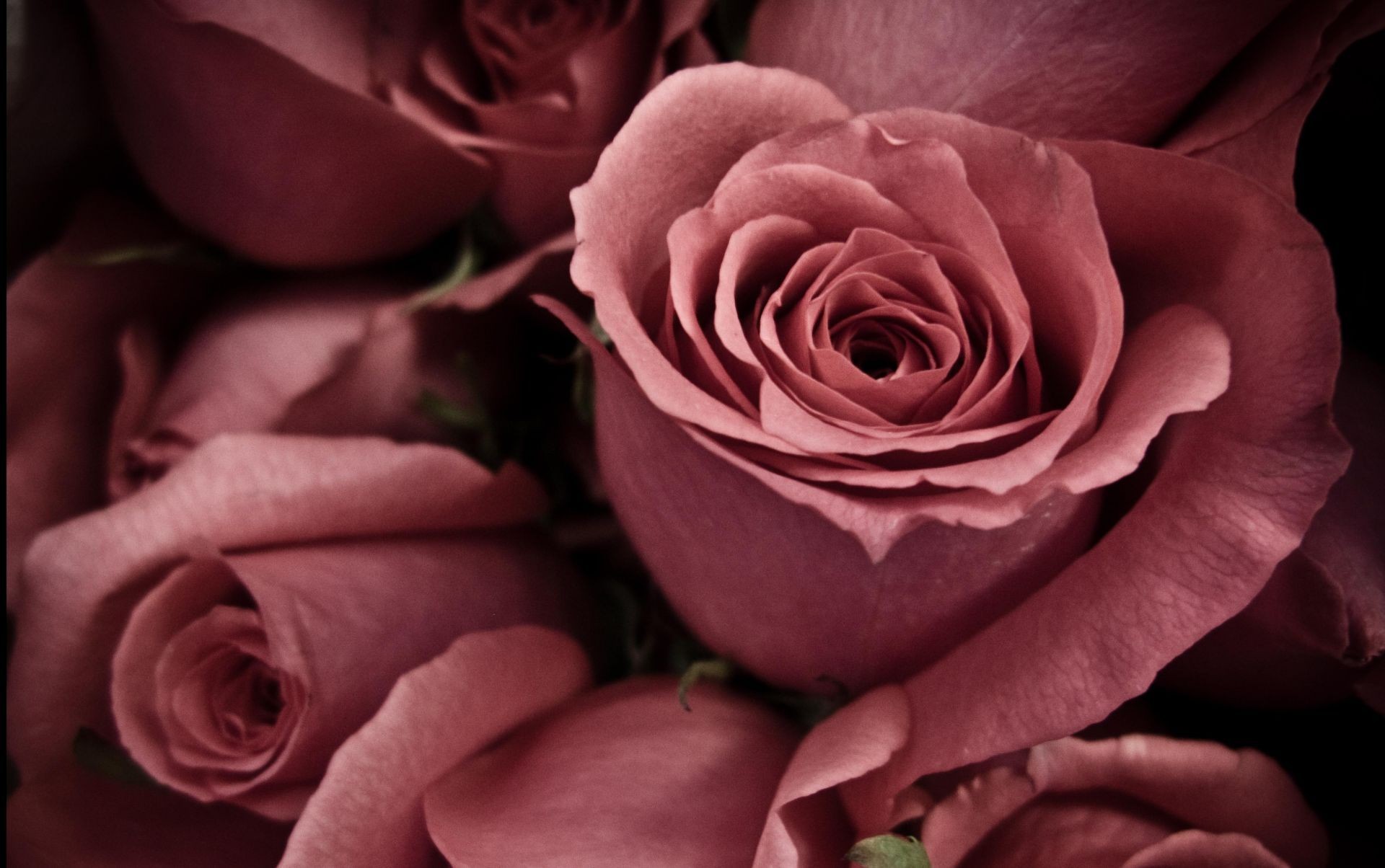 roses close up petal