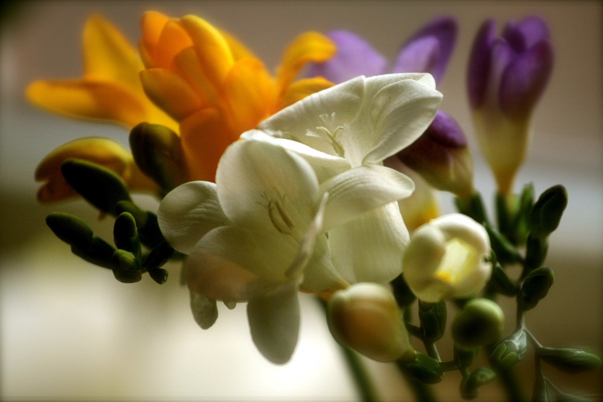 blumen zarte farben gelb weiß lila maktro