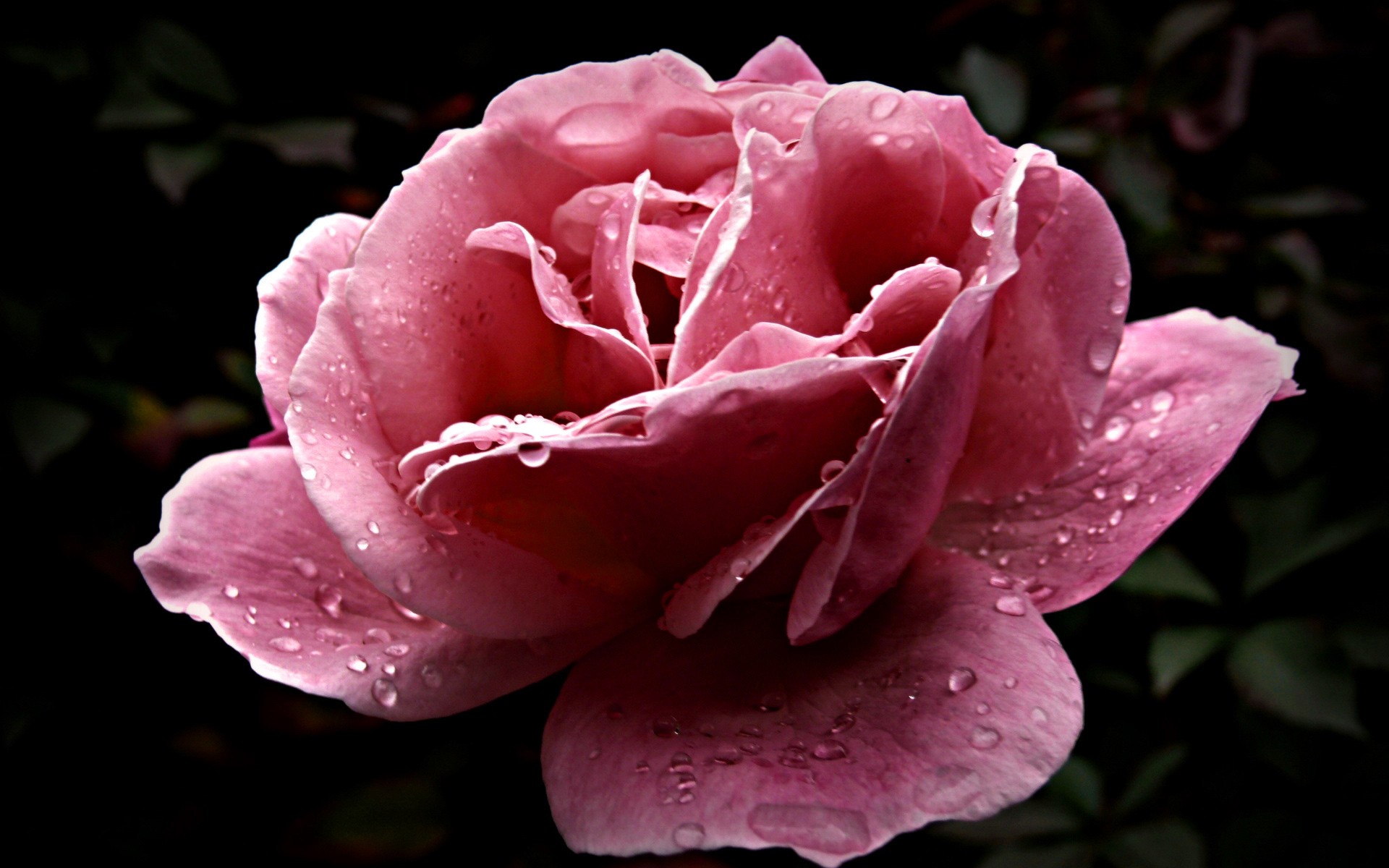 flor rocío gotas pétalos rosa