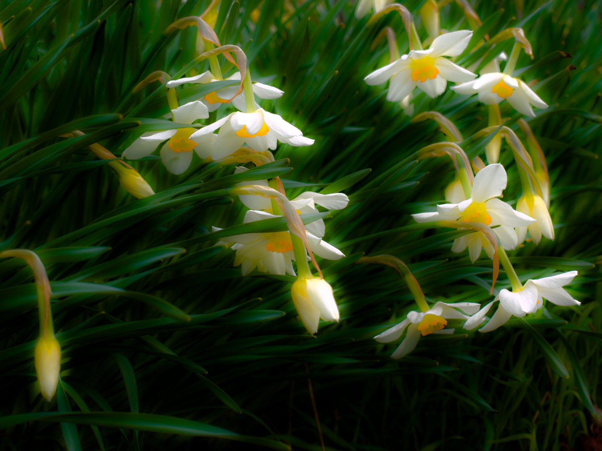 fleurs jonquilles nature printemps