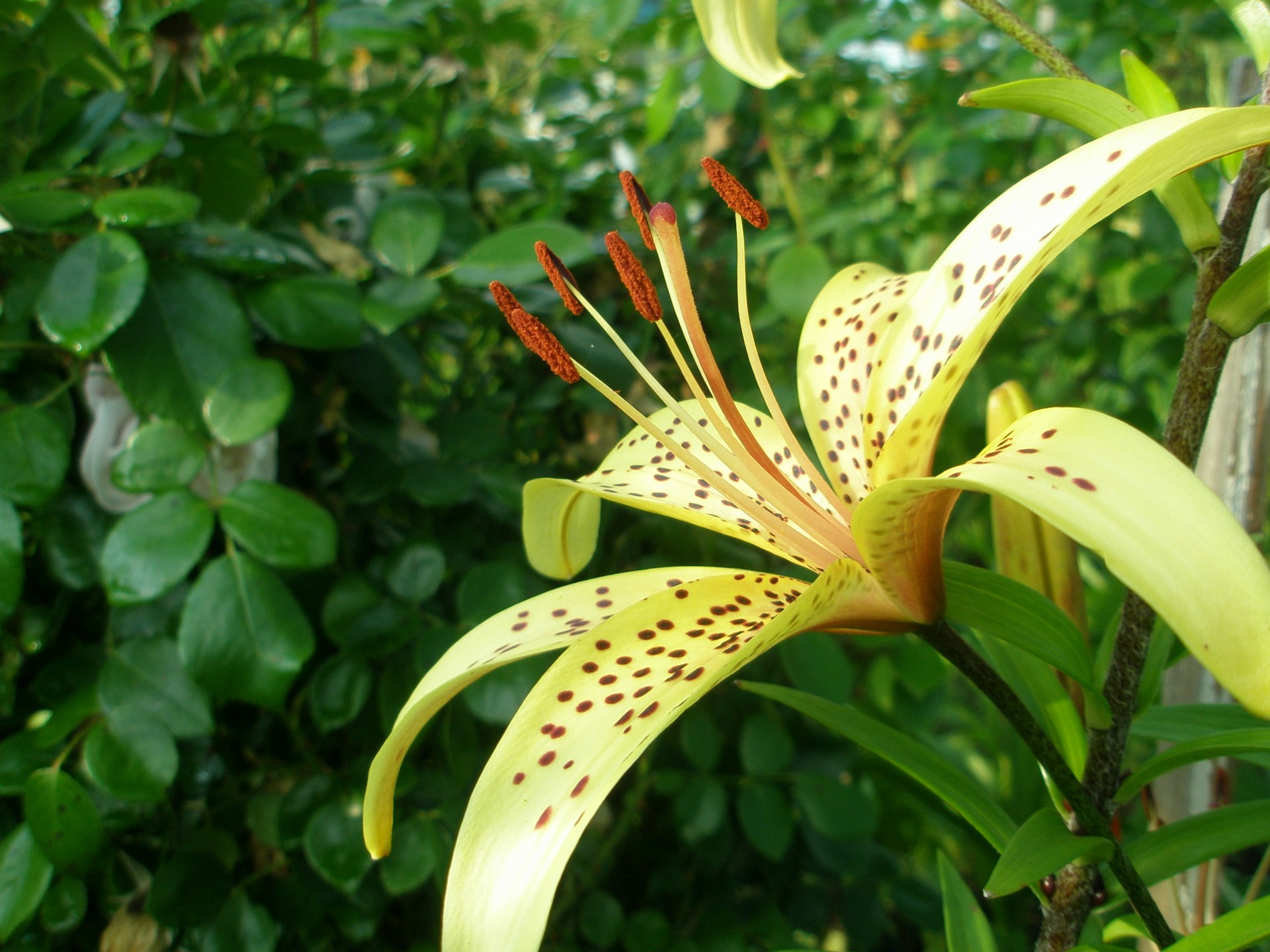 flower villa lily