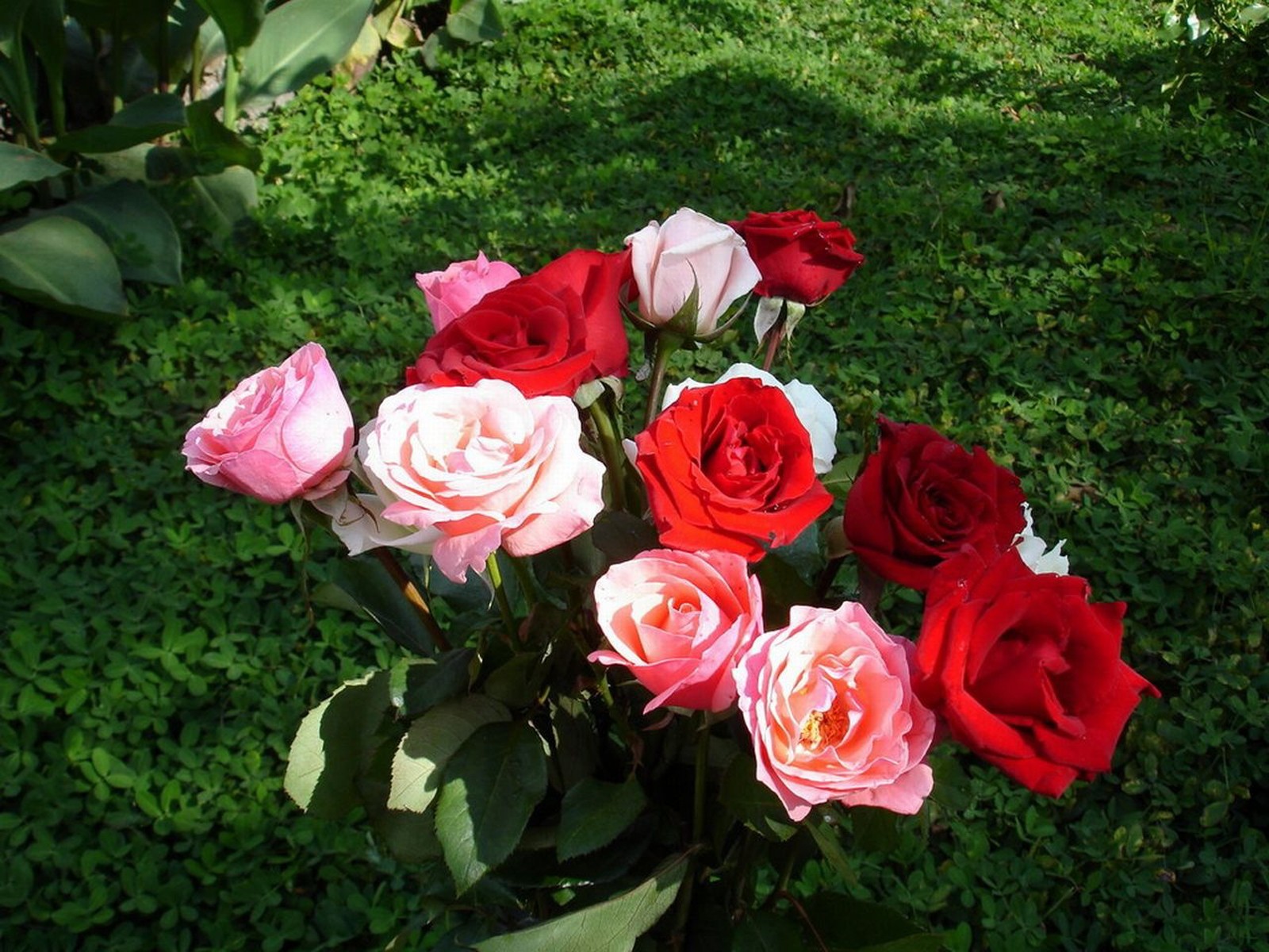 rosas arbustos flores hojas