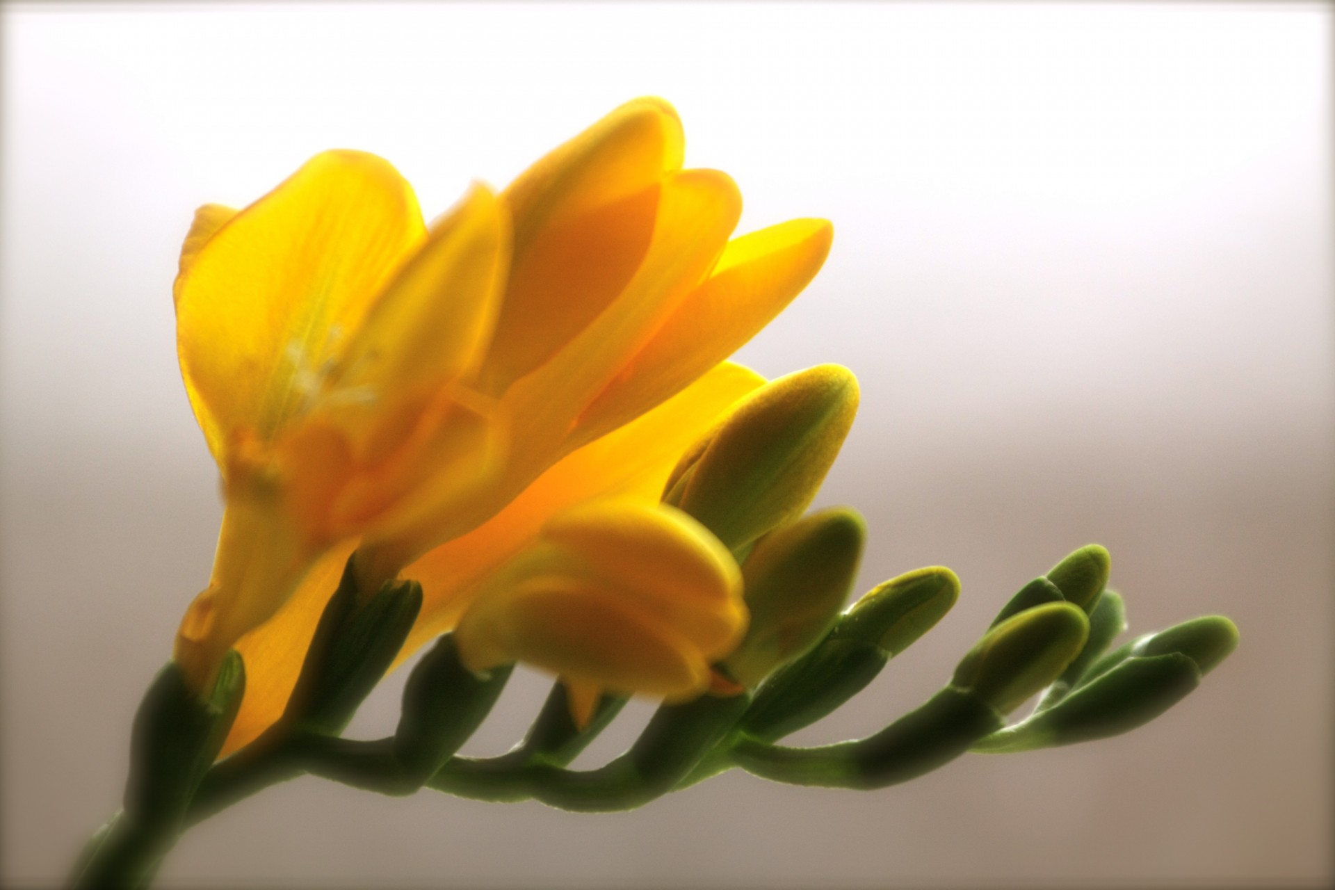 flor amarillo naranja macro