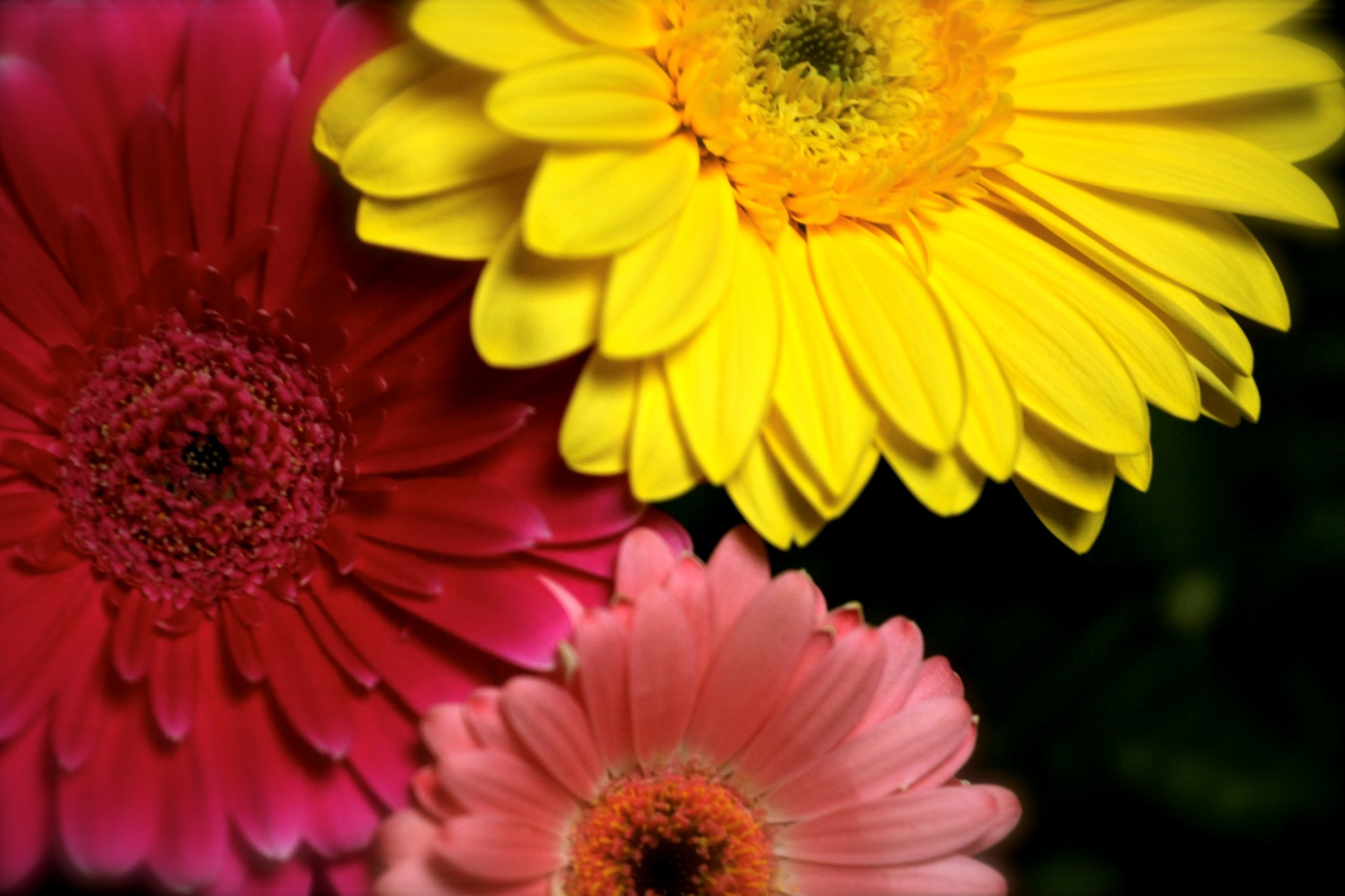 gerbera fleurs rose jaune