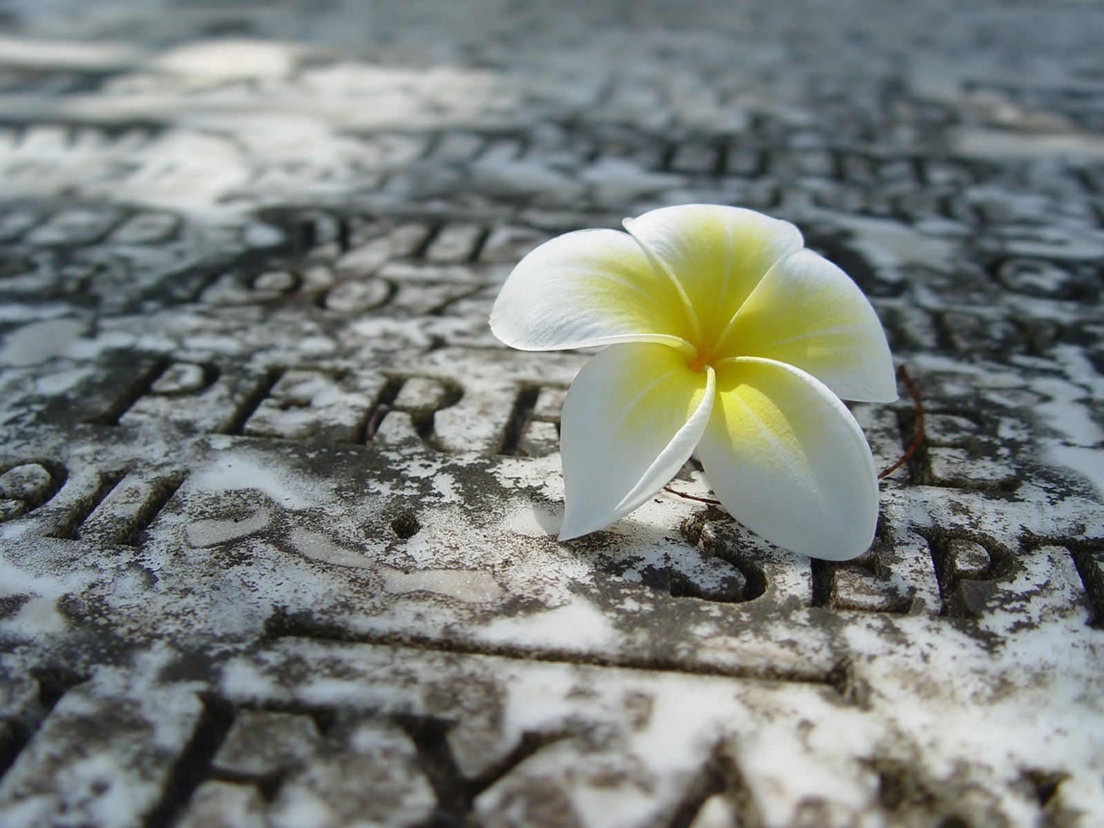 plumeria żółty płyta kamienna napis makro ściera