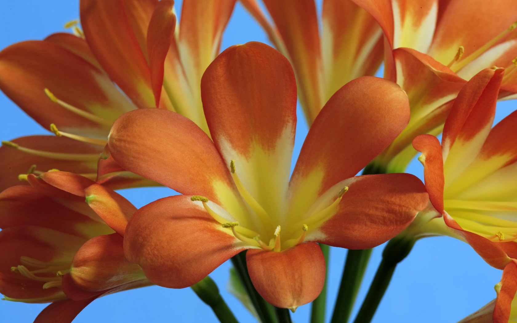 kwiat czerwony makro clivia