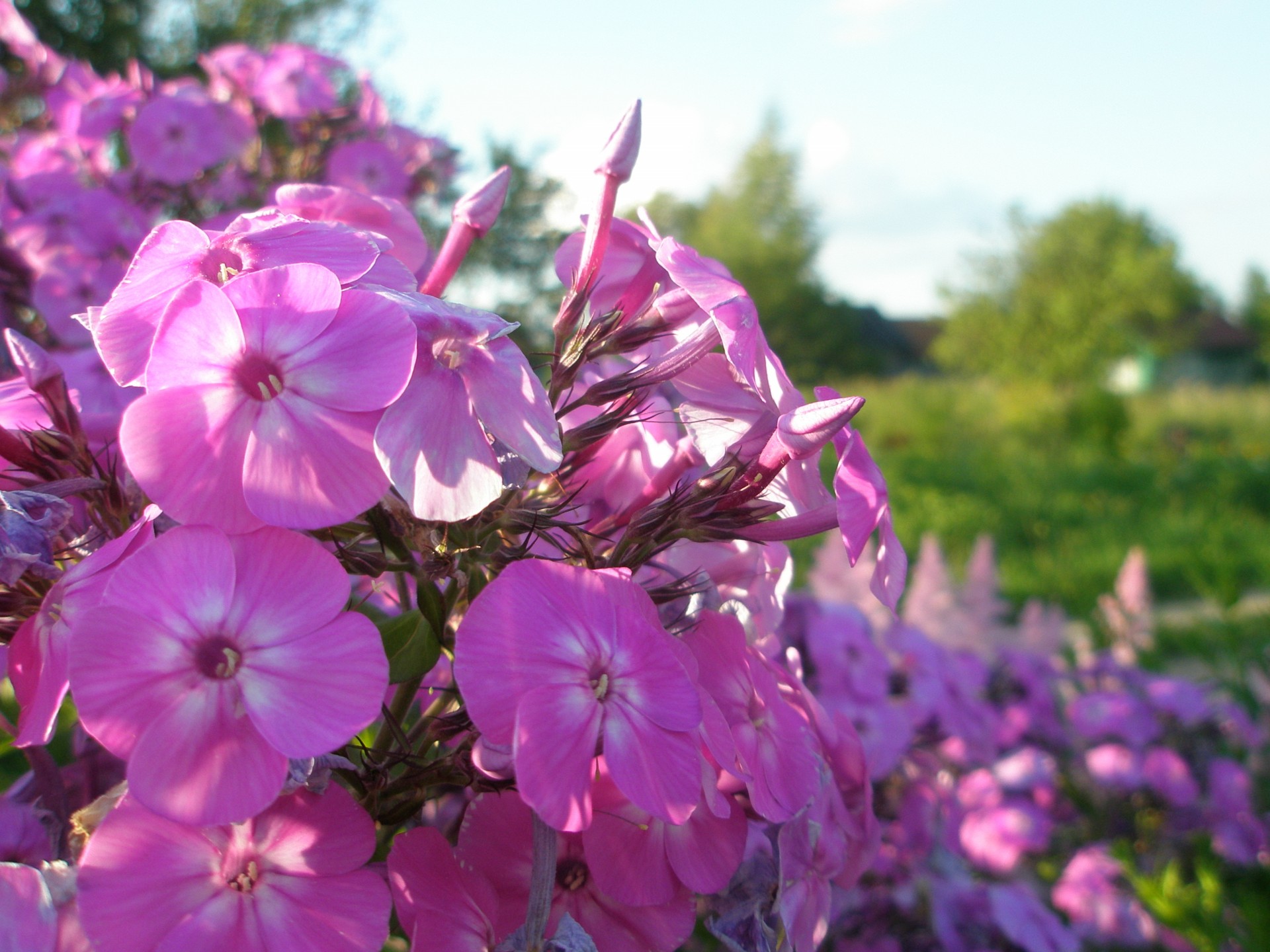 fleurs été datcha