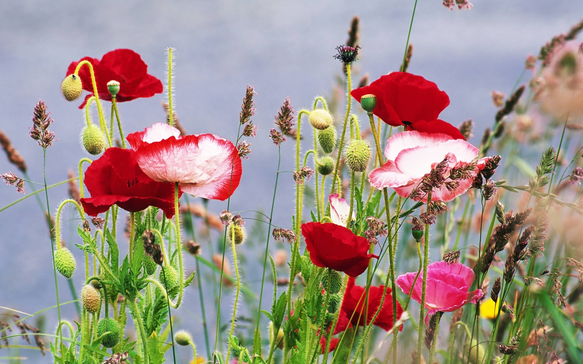 fleurs été coquelicots herbe