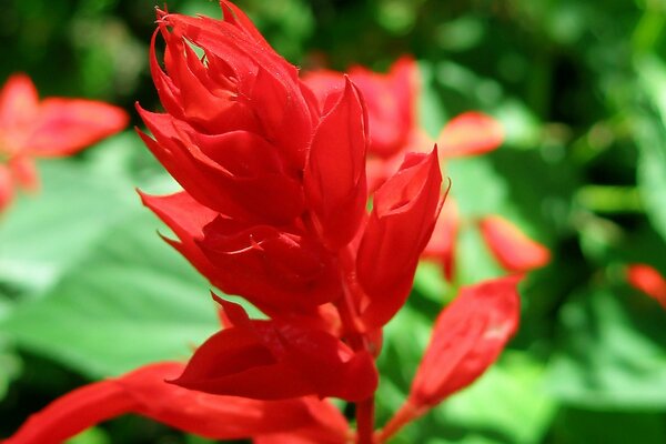 Rote Pflanze in der Natur