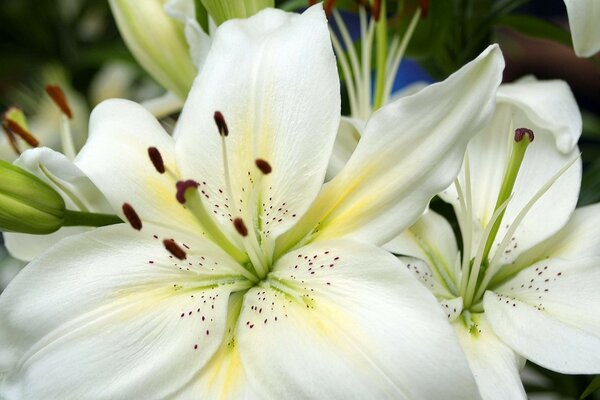 Weiße Lilie ist eine schöne Blume wie du